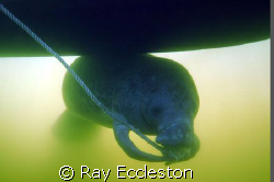 Last picture of the year,manatee under the boat chewing o... by Ray Eccleston 